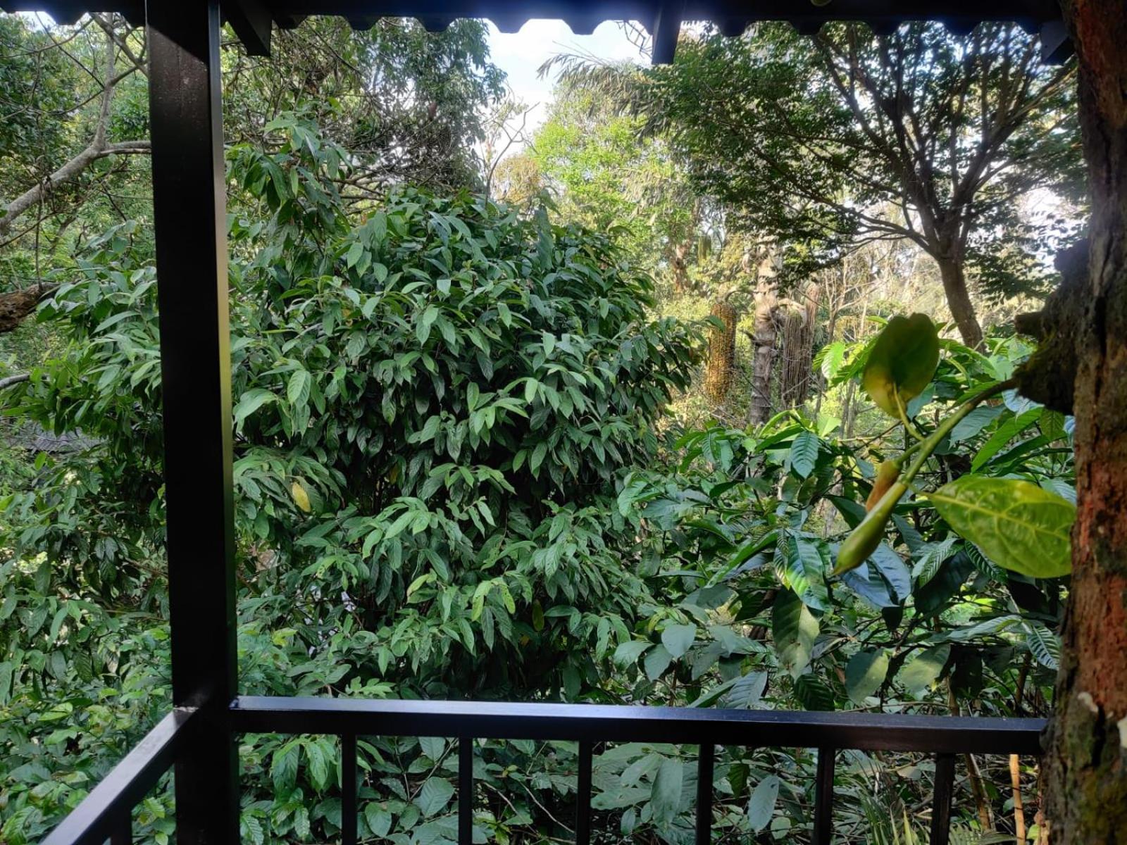 Hotel Misty Rain Estate Madikeri Exteriér fotografie