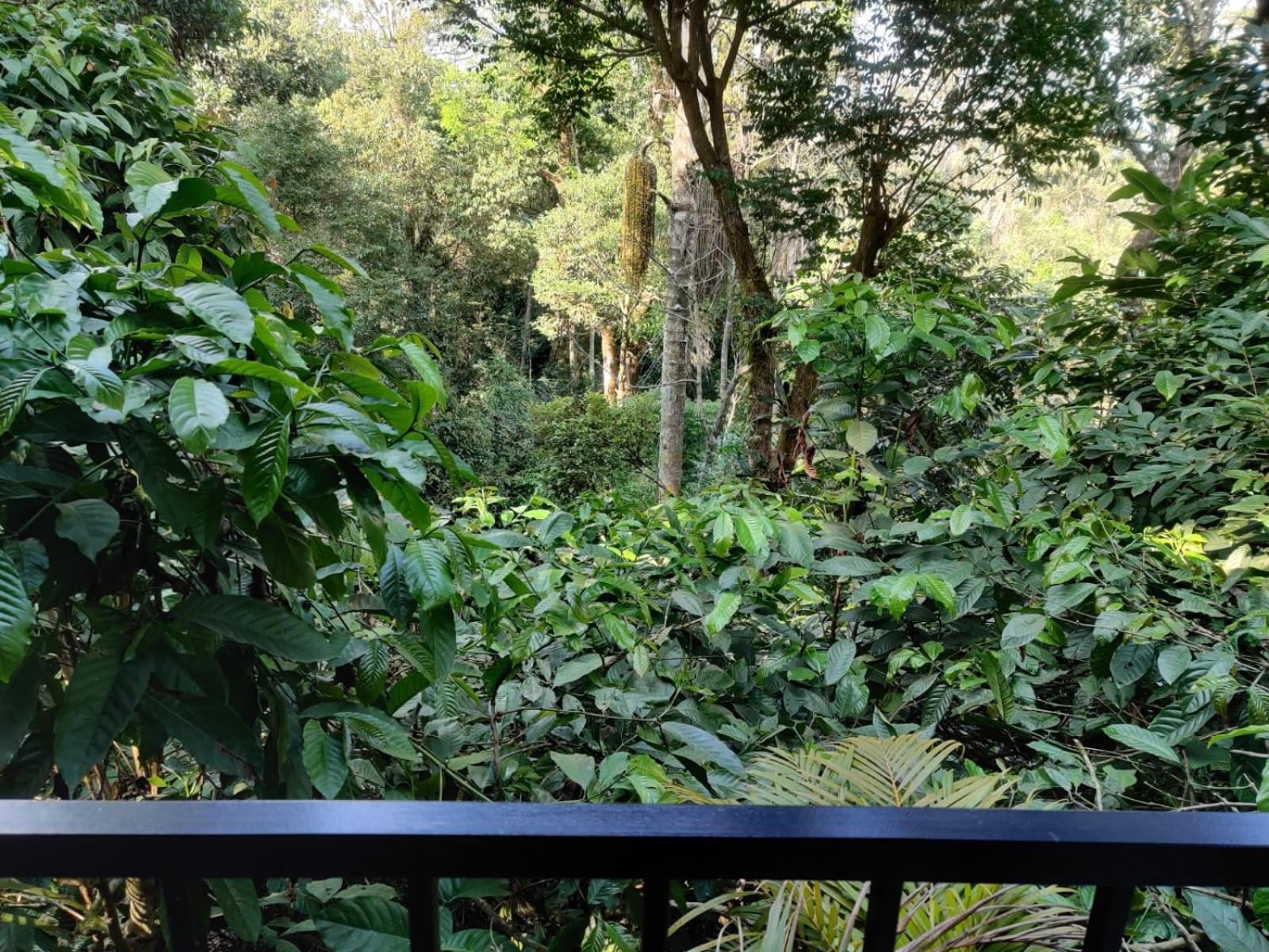 Hotel Misty Rain Estate Madikeri Exteriér fotografie
