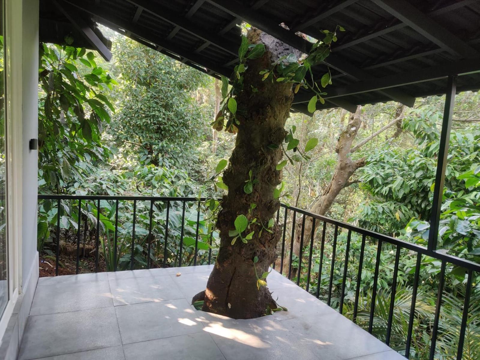 Hotel Misty Rain Estate Madikeri Exteriér fotografie